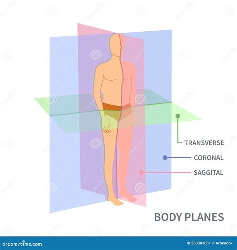 Scanning Planes For Body Orientation Position Diagram Stock