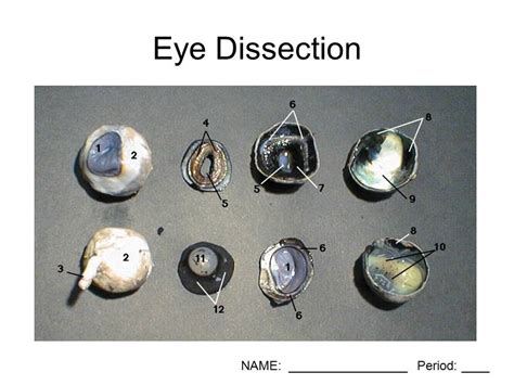 Sheep Eye Anatomy Diagram | Quizlet