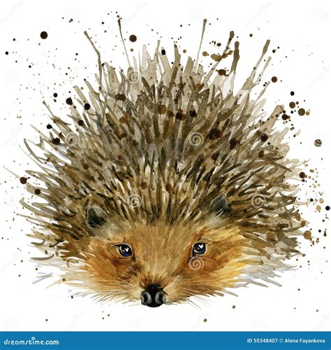 Hedgehog Illustration With Splash Watercolor Textured Background Stock