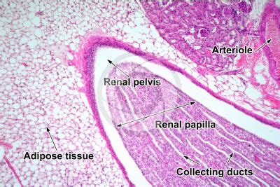 Rat Mammals Excretory System Other Systems Comparative Anatomy