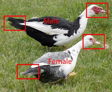 Muscovy duck male and female differences ~ Bird Information