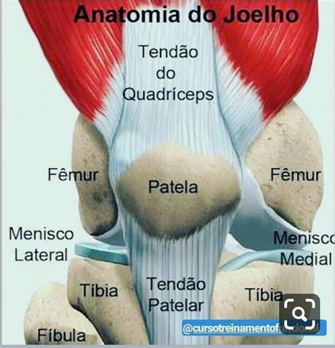 Estrutura Anat Mica Do Joelho Detalhes Cient Ficos