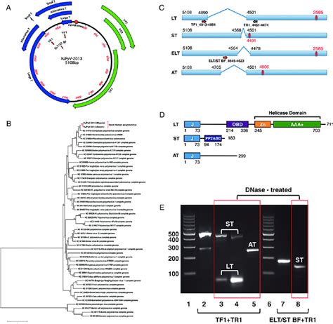 Molecular Biology Of New Jersey Polyomavirus A Genome Annotation The