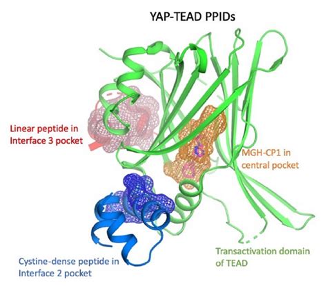 Molecules Free Full Text Protein Protein Interaction Disruptors Of