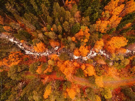 Aerial Autumn Forest By Stocksy Contributor Javier Pardina Stocksy