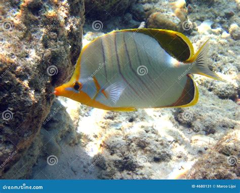 Fish : Yellowhead Butterfly Stock Image - Image of marine, acquario ...