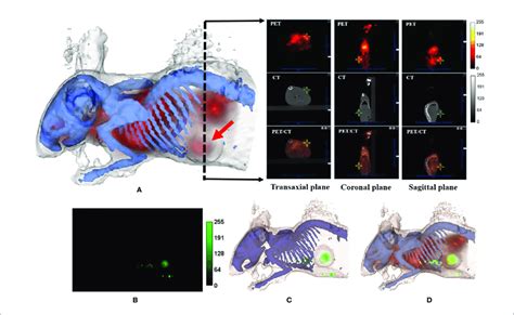 Multi Modality Imaging Analysis Of Nude Mice Bearing Wsu Hn