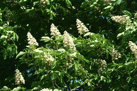 Chestnut flowers stock photo. Image of beautiful, chestnut - 140141242