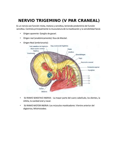 Nervio TrigÉmino 0 - NERVIO TRIGEMINO (V PAR CRANEAL) Es un nervio con ...