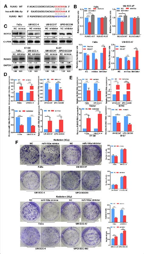 Hsa Mir 106a Inhibits The Expression Of Runx3 And Enhances Radiation