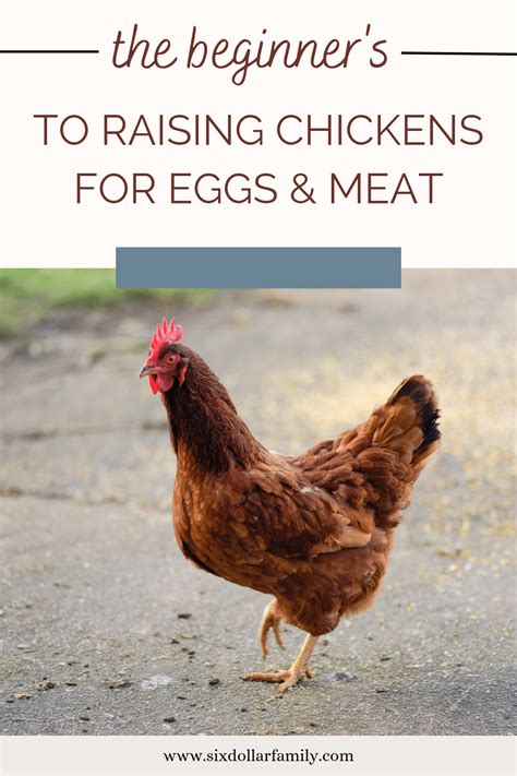 The Beginners Guide To Raising Chickens For Eggs And Meat