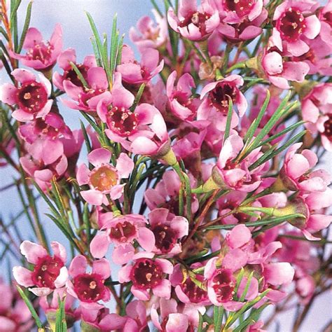 Shop 3.25-Gallon Pink Geraldton Waxflower Accent Shrub (L5899) at Lowes.com