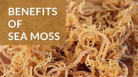 Sea Moss 99 Minerals List Benefits For Men And Womens