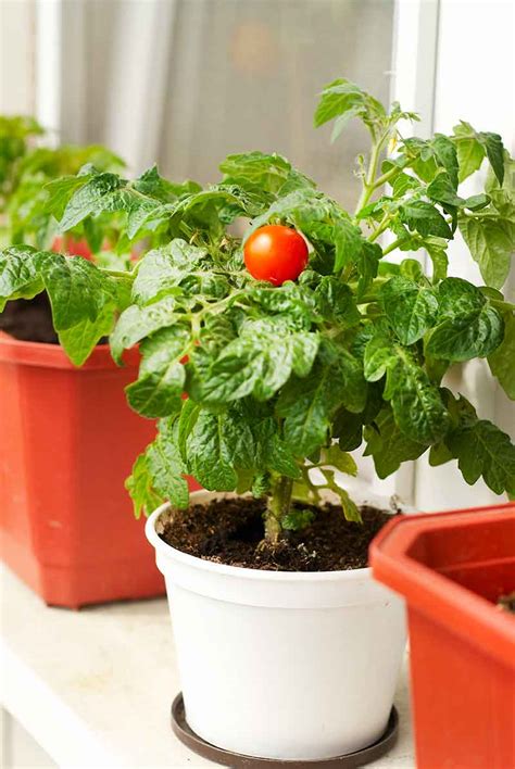 Sombra Enga Ar Chel N Fertilizante Para Tomates En Maceta Yo Mismo