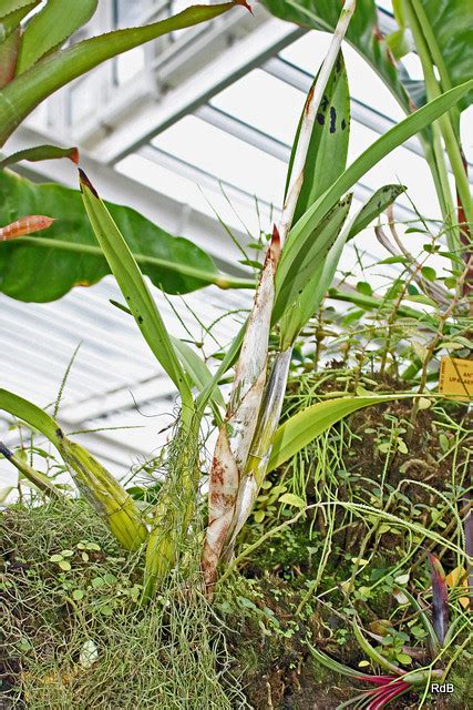 Laelia Superbiens Lindl Bg Meise Ruud De Block Flickr