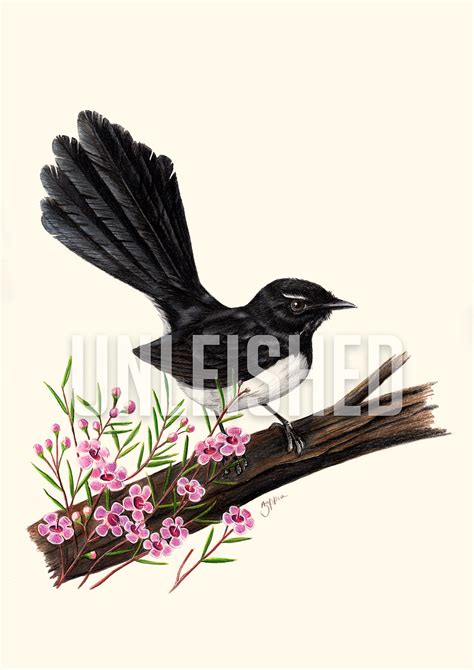 Willy Wagtail Pencil Illustration Print Unleished Art