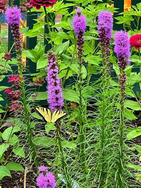 10 Perennial Flowers List That Bloom in Midsummer - Bricks 'n Blooms ...