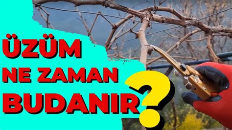 Üzüm Asma Budaması Nasıl Yapılır Üzüm Asma Ne Zaman Budanır dündar