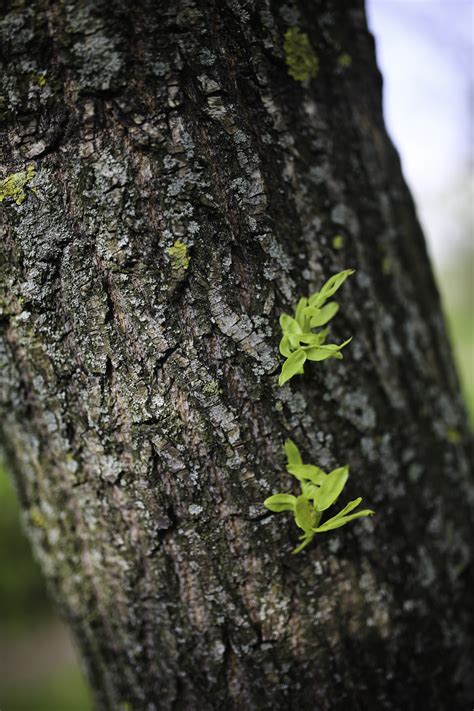 Fotos gratis árbol naturaleza bosque rama hoja flor el maletero