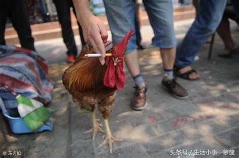 男子養一隻公雞愛抽煙喝酒，能給孩子當保鏢，真是公雞中的戰鬥機 每日頭條