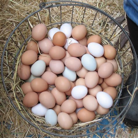 Egg Color Chart Find Out What Egg Color Your Breed Lays Page BackYard