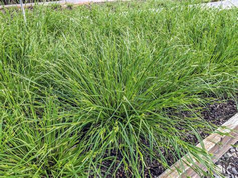 Carex amphibola | Creek Sedge – Maple Leaf Home Gardens