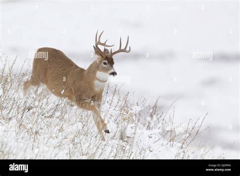 Whitetail Buck Deer running in winter snow Stock Photo - Alamy