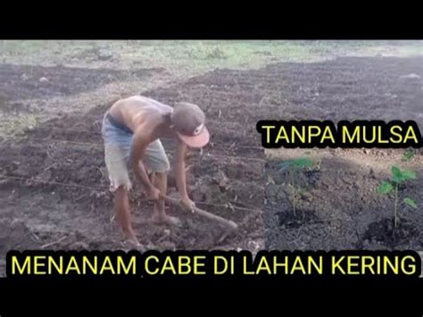 Tanpa Mulsa Bercocok Tanam Cabe Di Lahan Kering Dengan Pupuk Kandang