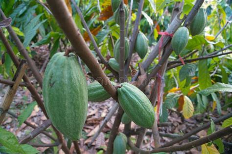 Cocoa Plants In Nature Background Stock Image Image Of Vegetable