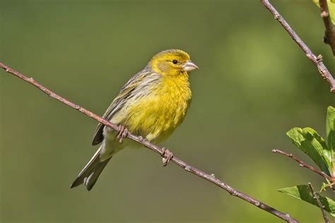 Madeira Birding Tours Madeira Birdwatching Birdquest