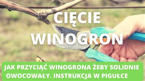 Cięcie winorośli Jak to zrobić YouTube