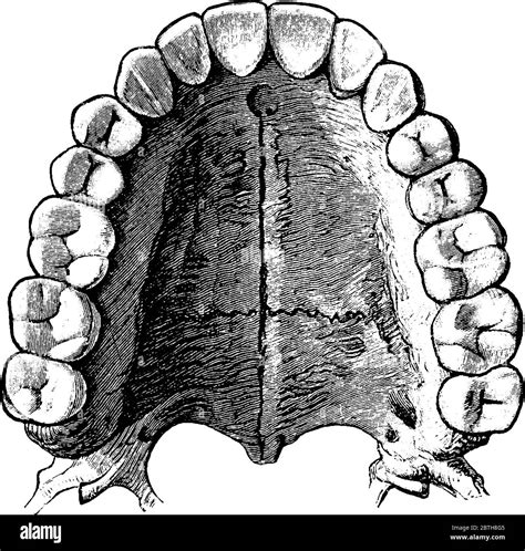 The upper permanent teeth, with its parts labeled, vintage line drawing ...