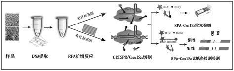 一种基于RPA CRISPR Cas12a系统快速检测转基因产品的试剂盒及方法