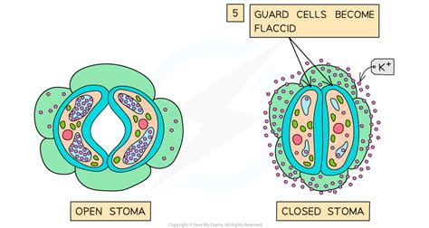 CIE A Level Biology复习笔记14 2 3 Abscisic Acid Stomatal Closure 翰林国际教育