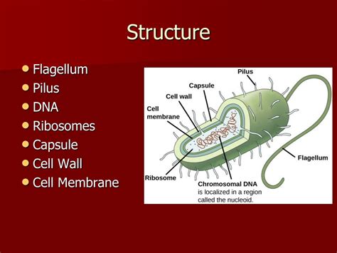 Ppt Archaebacteria And Eubacteria Powerpoint Presentation Free Download Id 9505321