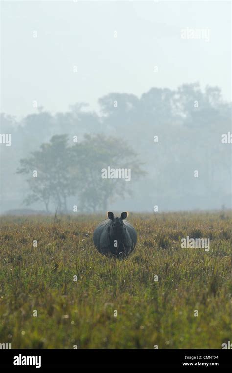 Rhino Indian Rhinoceros Rhinoceros Unicornis Stock Photo Alamy