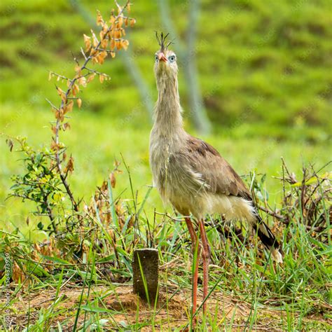 The Red Legged Seriema Or Crested Cariama Cariama Cristata Is A