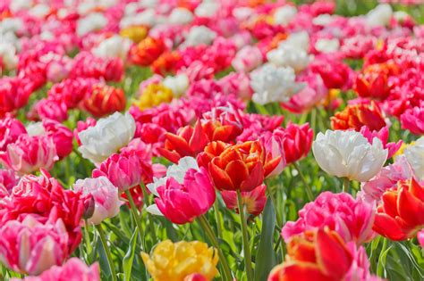 Bright Vivid Flowers Free Stock Photo Public Domain Pictures