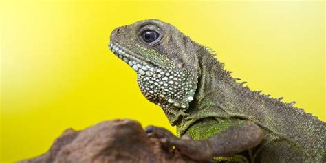 A Full Guide To Bearded Dragon THIRD Eye! – Reptiles Time