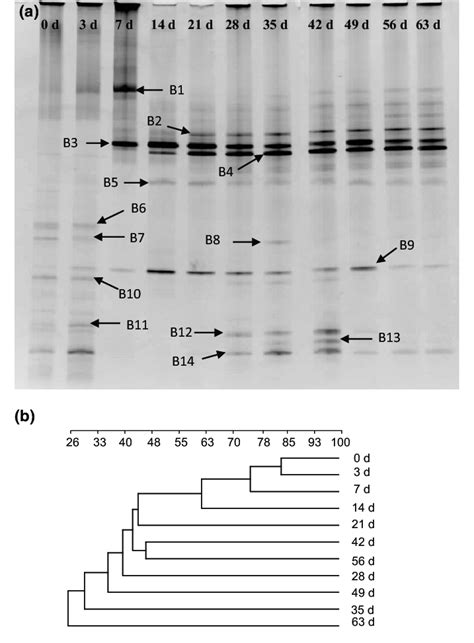 Denaturing Gradient Gel Electrophoresis Dgge Profiles A Of Eleven