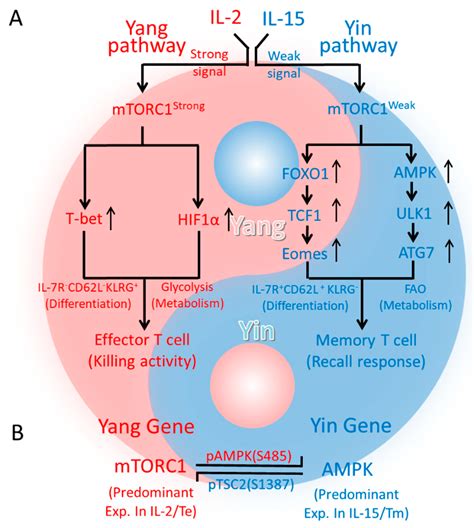 IJMS Free Full Text The Critical Role of AMPKα1 in Regulating