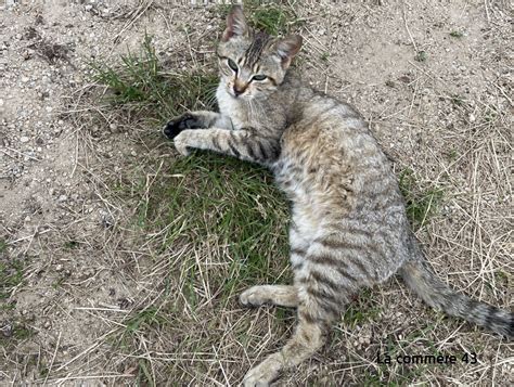 Un chaton recueilli à Tence La Commère 43