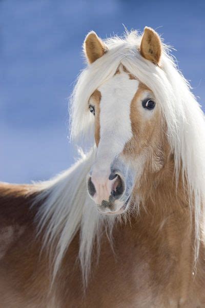 Haflinger Horse Blu Such A Pretty Face Haflinger Horse