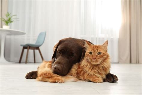 Consejos Para Mejorar La Convivencia Entre Perros Y Gatos En Casa