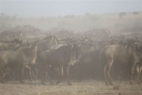 Hd Wallpaper Great Migration Africa Safari Serengeti Wildebeest