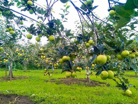 Sembalun Pesona Wisata Kaki Gunung Rinjani MBtech