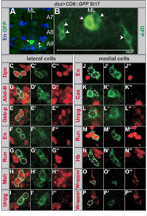 The Embryonic Origin Of Sex Specific Neuroblasts Ab Localisation Of