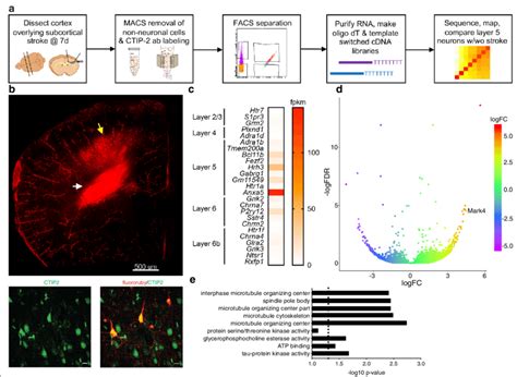 Macs Facs Seq Of Layer Cortical Neurons After Subcortical Stroke