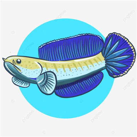 Channa Blue Pulchra Ikan Channa Vektor Chana Ikan Gabus Png Dan