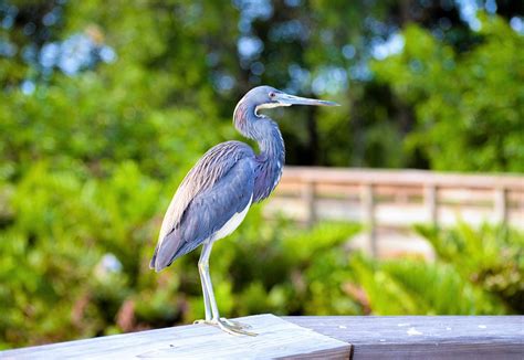 Blue Heron South Florida Bird Free Photo On Pixabay